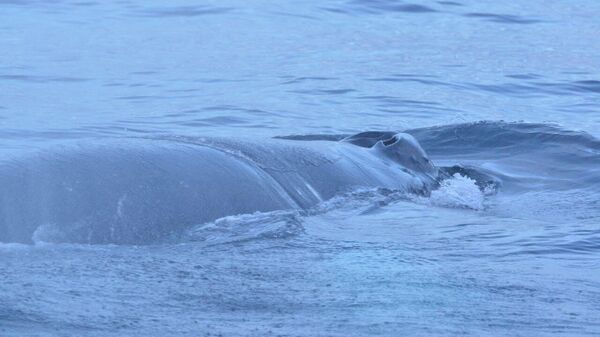 Спасатели сняли рыболовные сети с горбатого кита Станислава, который запутался в них у берегов села Териберка в Мурманской области - Sputnik Беларусь