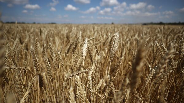 Пшеница на поле - Sputnik Беларусь