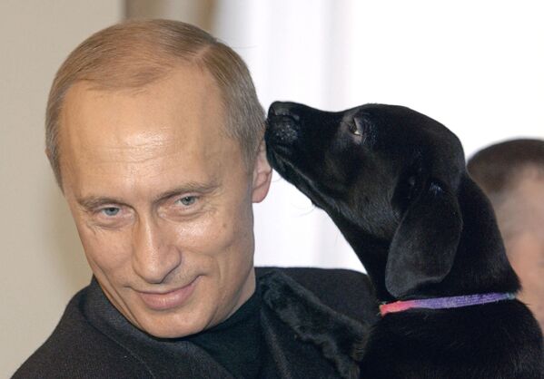 Конни прожила 15 лет, у нее было несколько щенков, которых Владимир Путин подарил. На фото:  Владимир Путин со щенком Конни, которого он подарил шестилетней девочке Кате из Смоленска, февраль 2004 года. - Sputnik Беларусь