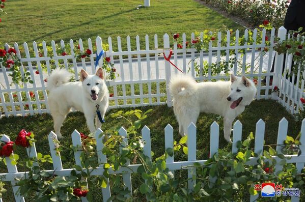 Собаки северокорейской породы пхунсан, которых подарил президенту России лидер КНДР Ким Чен Ын. - Sputnik Беларусь
