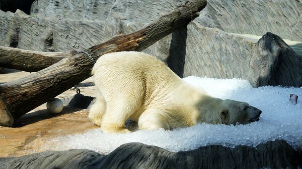 Белый медведь охлаждается во льду в Пражском зоопарке, Чехия - Sputnik Беларусь