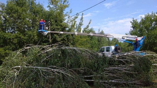 Поваленное ураганом дерево - Sputnik Беларусь