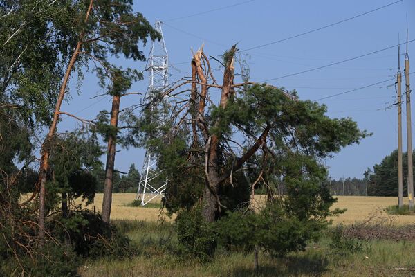 Парывы ​​ветру значна пашкодзілі дрэвы, некаторыя з іх не вытрымалі напору і пераламаліся. - Sputnik Беларусь