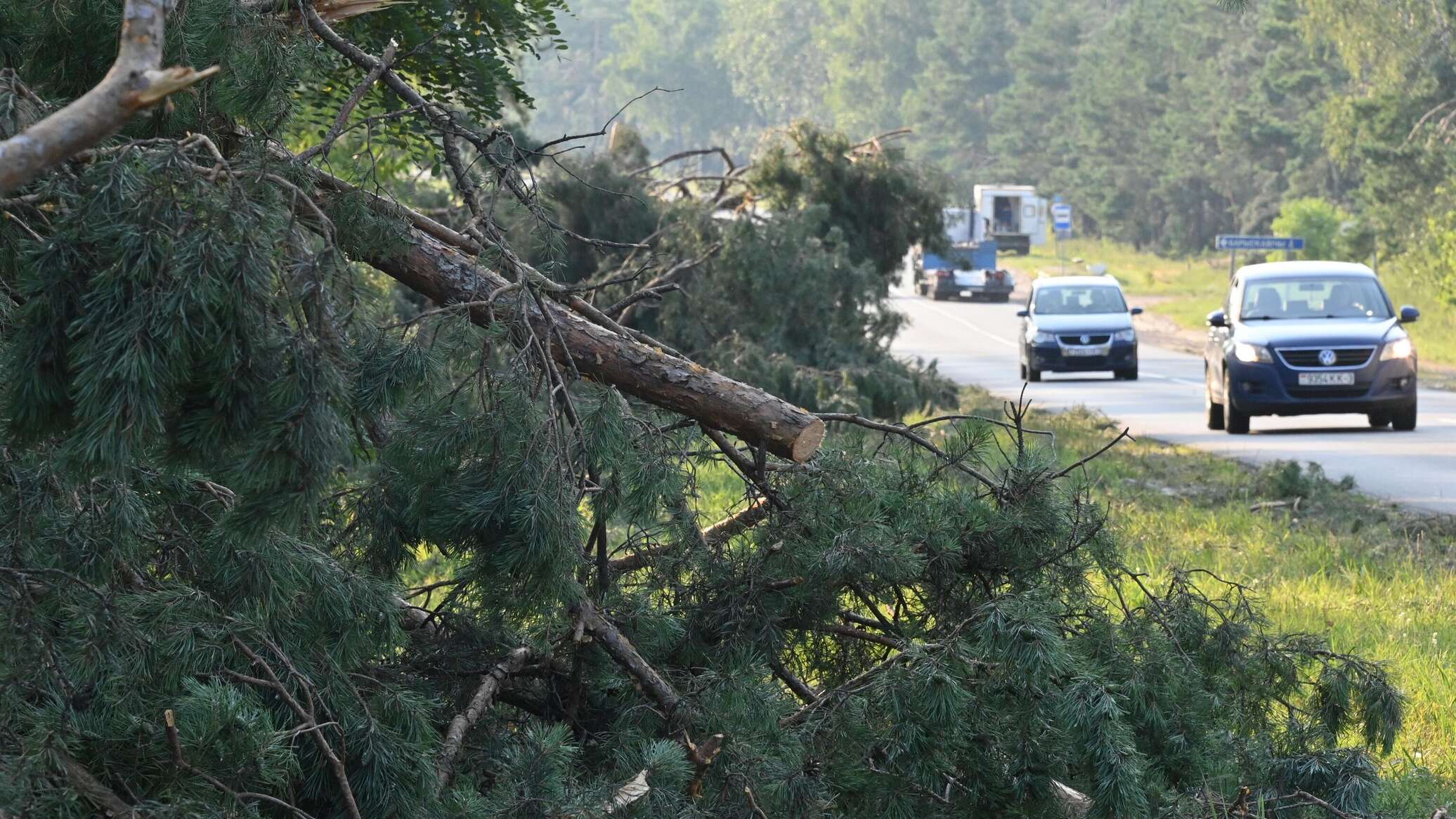 МЧС: вследствие падений деревьев во время урагана погибло семь человек ...