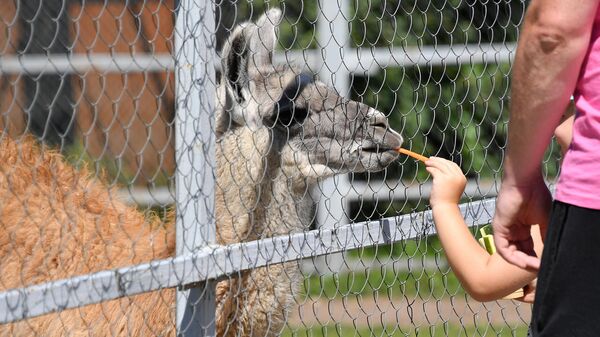 Ребенок кормит животное в Минском зоопарке - Sputnik Беларусь
