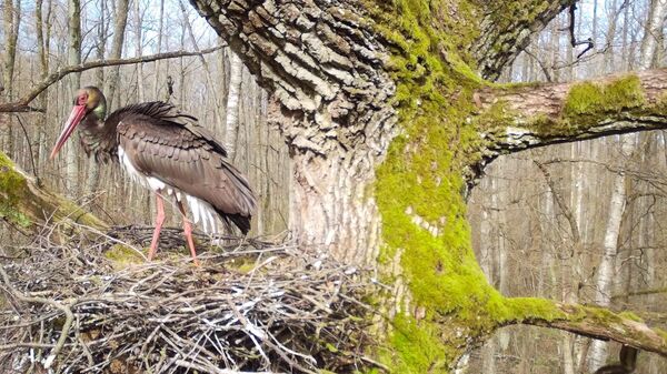 Черный аист на Полесье - Sputnik Беларусь