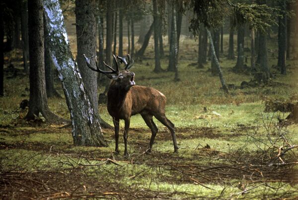 Высакародны алень (Cervus elaphus) у лесе Дзяржаўнай запаведна-паляўнічай гаспадаркі "Белавежская пушча". - Sputnik Беларусь