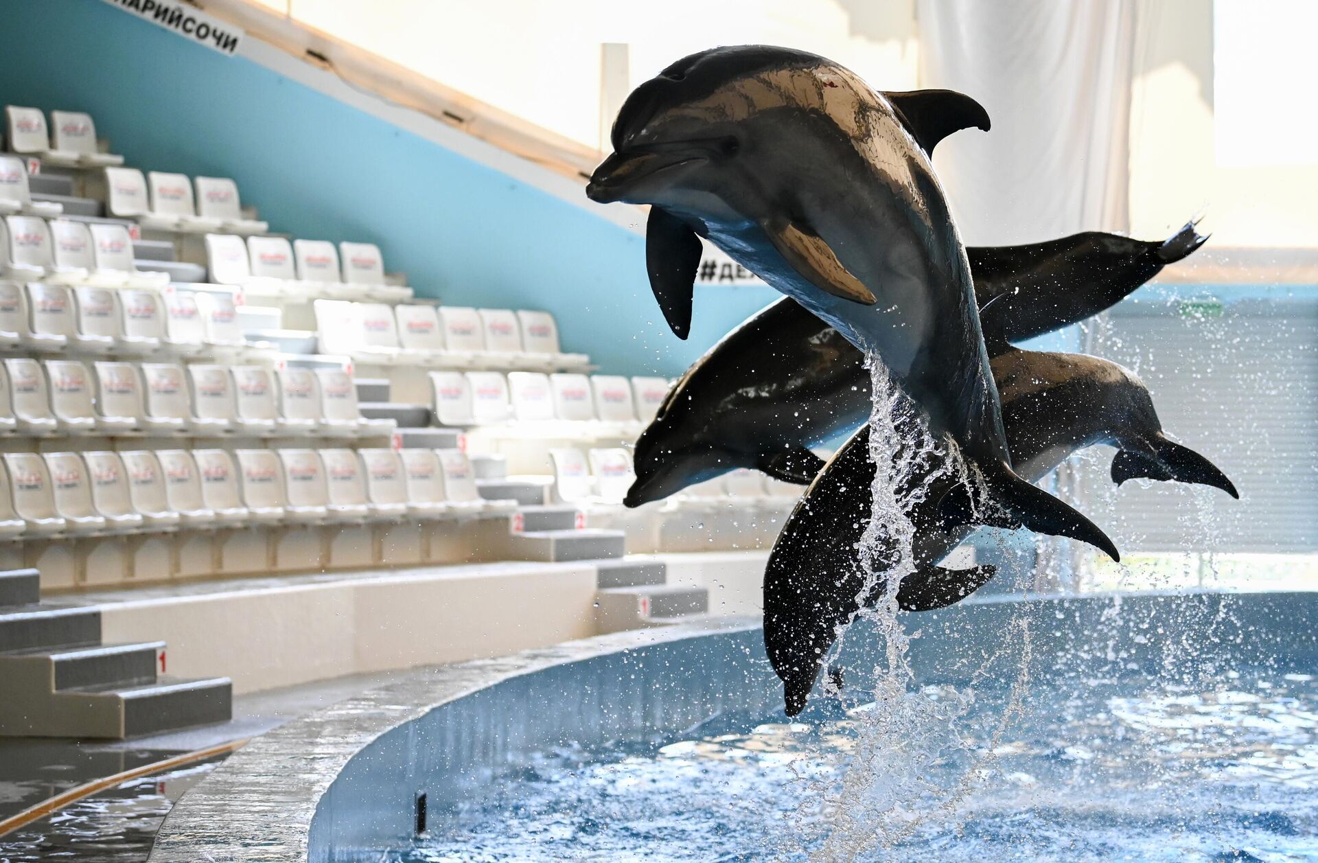 Работа большого Сочинского дельфинария и зоопарка - Sputnik Беларусь, 1920, 09.02.2026