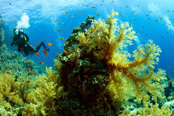 Красное мореСамое соленое (38-42 грамма солей на 1 литр воды) и самое чистое в мире. Поскольку это единственное море в мире, в которое не впадает ни одна река, в него не попадают песок и ил, которые делали бы воду мутной.А еще это море с невероятно богатой флорой и фауной: коралловые рифы вдоль египетского побережья привлекают множество рыб. Полюбоваться кораллами фантастических форм самых невероятных раскрасок, а также стайками разноцветных рыб съезжаются туристы со всего мира.Летом вода прогревается до +27°C, а зимой не опускается ниже +20°C.Хотя теоретически купаться здесь можно круглый год, лучшими месяцами для посещения Красного моря считаются май, октябрь и ноябрь.На фото: аквалангист в Красном море на территории Национального парка Рас-Мохаммед в Египте. - Sputnik Беларусь