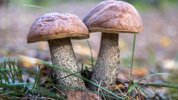 Грибы подосиновики - Sputnik Беларусь