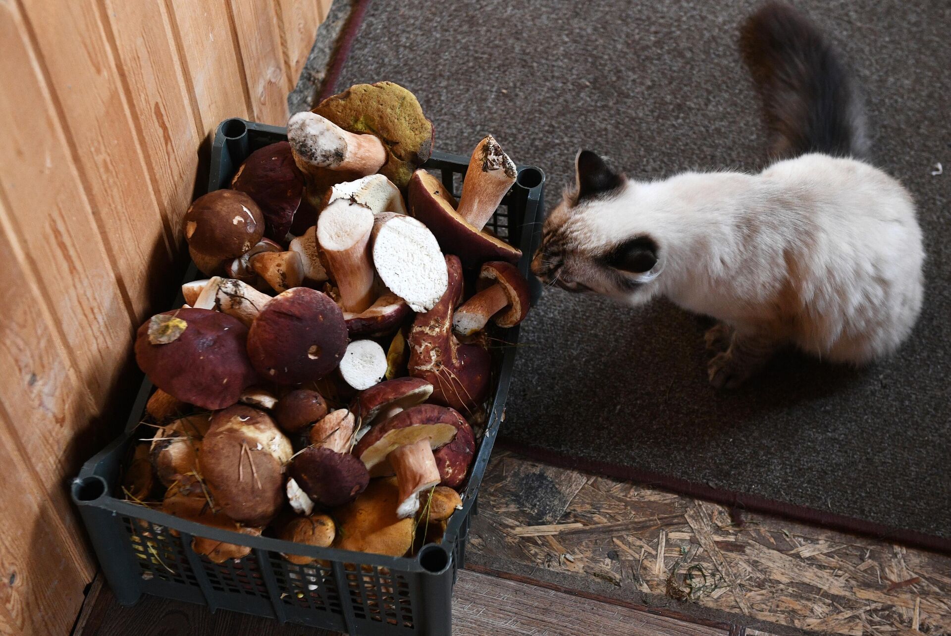 Кошка около корзины с собранными грибами - Sputnik Беларусь, 1920, 05.08.2025