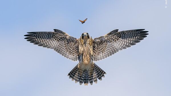 Снимок Practice Makes Perfect американского фотографа Jack Zhi, победивший в категории Behaviour: Birds конкурса Wildlife Photographer of the Year 60 - Sputnik Беларусь