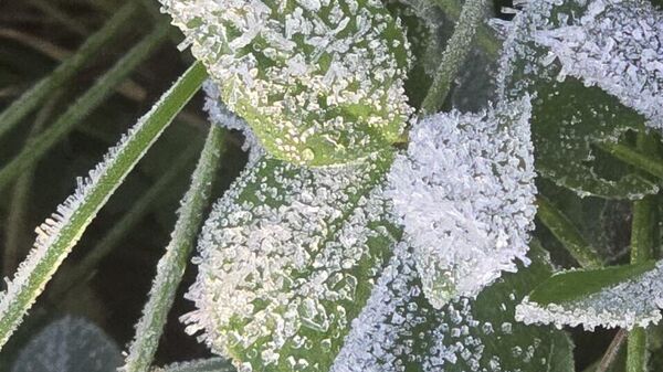 Заморозки - Sputnik Беларусь