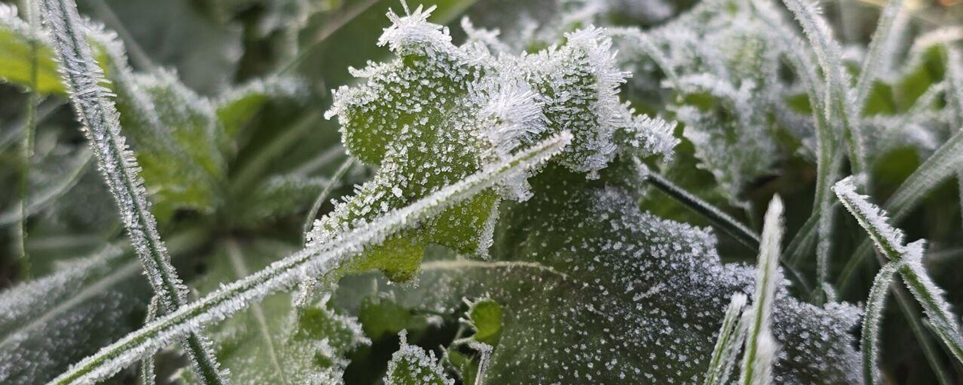 Заморозки - Sputnik Беларусь, 1920, 25.04.2026