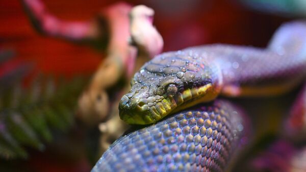 Аметистовый питон  - Sputnik Беларусь
