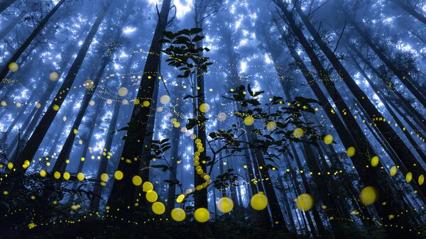 Снимок Fireflies flying in the misty тайваньского фотографа Shirley Wung, победивший в номинации Special Awards. Forest конкурса The 11th International Landscape Photographer of the Year - Sputnik Беларусь