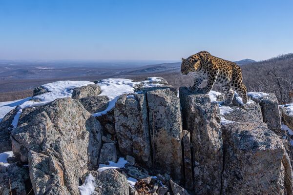 Пятнистый странник. Дальневосточный леопард.Автор: Метельский Игорь.  Регион съемки: Приморский край. Дальневосточный леопард – редкое животное, занесенное в Красную книгу. Снять его – большая удача. То, что этот хищник вышел попозировать перед камерой на открытую площадку, добавило размаха снимку. - Sputnik Беларусь