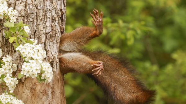 Снимок Stuck squirrel итальянского фотографа Milko Marchetti, победивший в категории OVERALL WINNER & MAMMALS CATEGORY WINNER конкурса 2024 The Nikon Comedy Wildlife Awards - Sputnik Беларусь