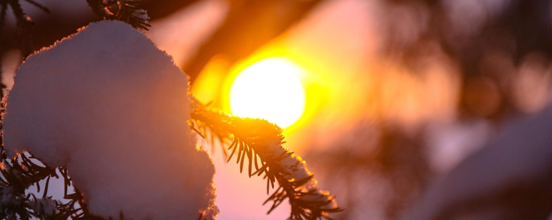 Закат в заповеднике зимой - Sputnik Беларусь, 1920, 21.02.2026