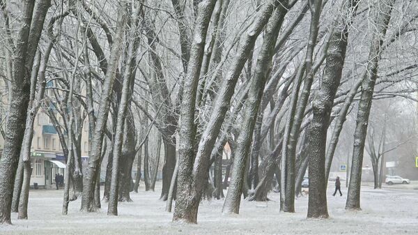 Припорошенные снегом деревья - Sputnik Беларусь