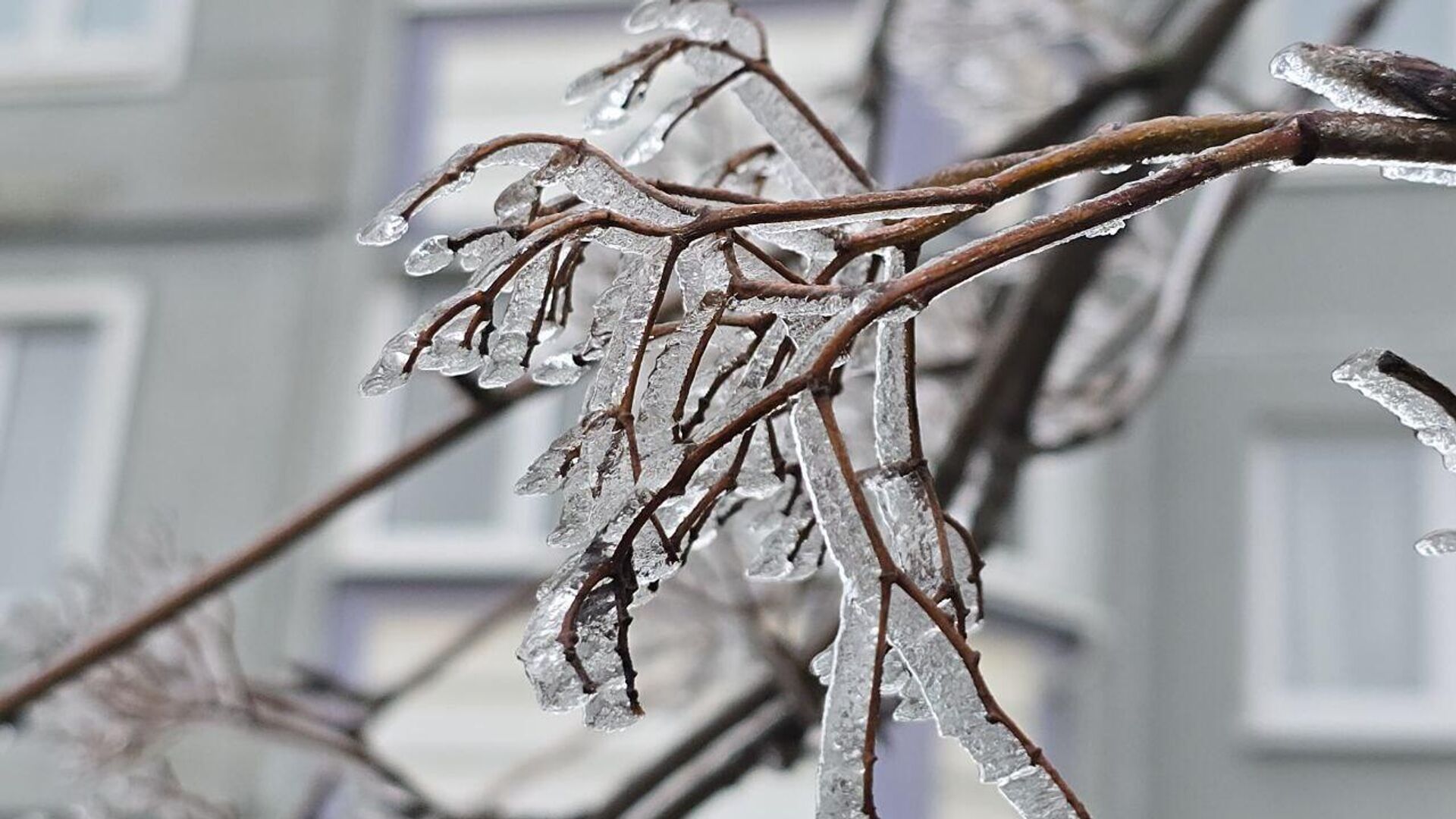 Покрытые льдом ветки деревьев