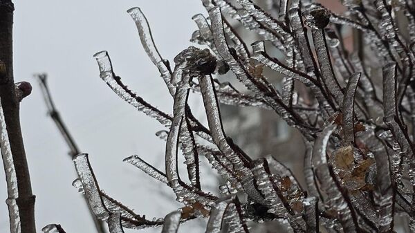 Покрытые льдом ветки деревьев - Sputnik Беларусь