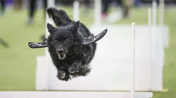 Собака на турнире по флайболу на 149-й ежегодной выставке Westminster Kennel Club Dog в Нью-Йорке, США
 - Sputnik Беларусь