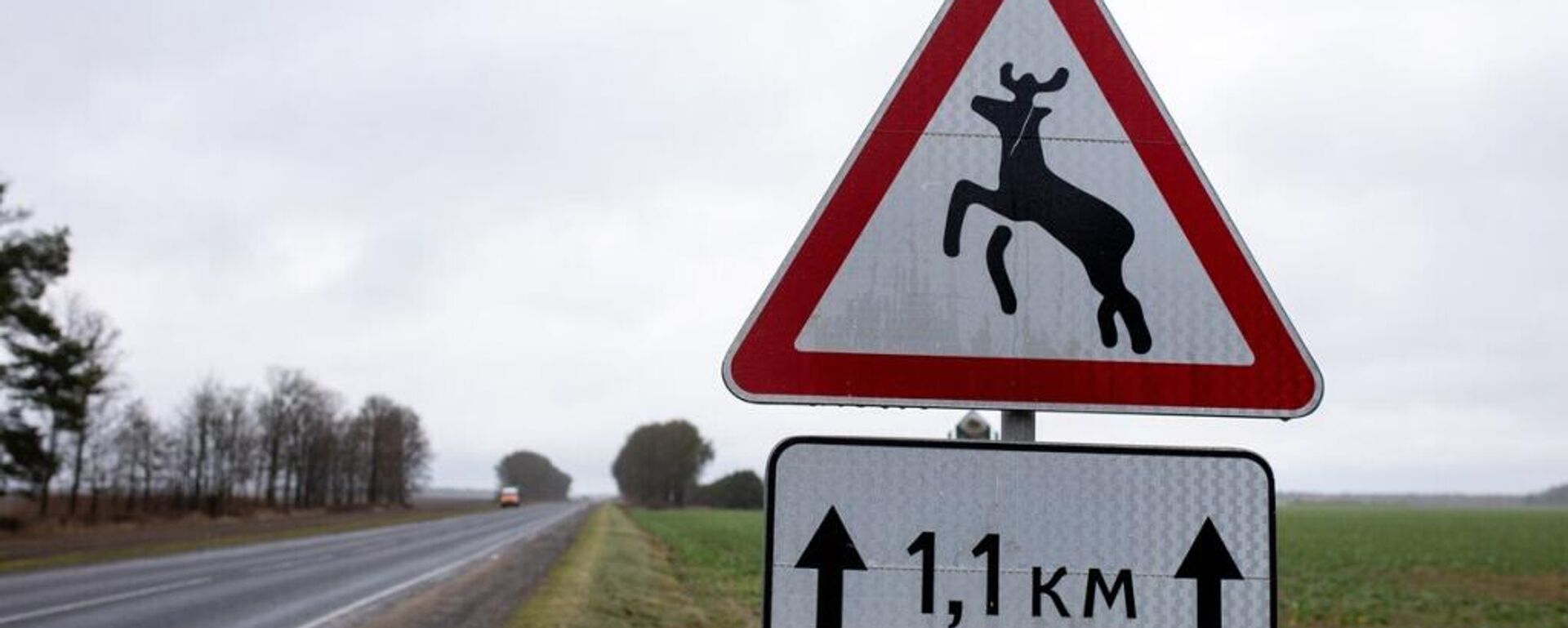 Дорожный знак Дикие животные - Sputnik Беларусь, 1920, 01.03.2026