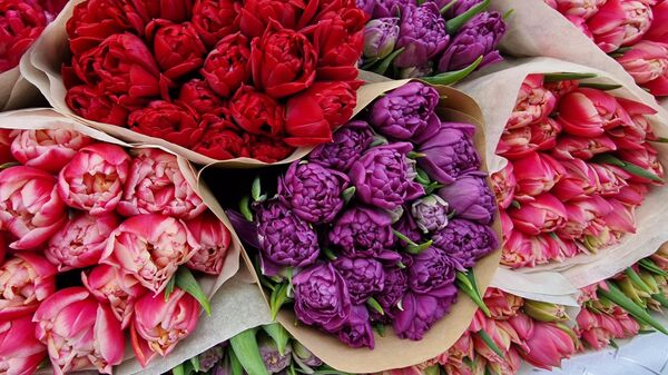 Тюльпаны - Sputnik Беларусь