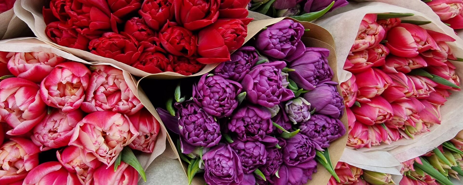 Тюльпаны - Sputnik Беларусь, 1920, 04.02.2026