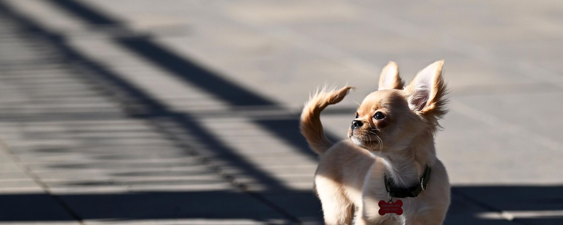 Собака на прогулке - Sputnik Беларусь, 1920, 07.03.2026