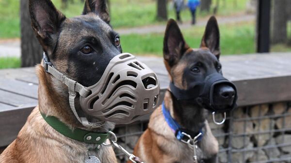 Собаки породы бельгийская овчарка малинуа в намордниках на прогулке, архивное фото - Sputnik Беларусь