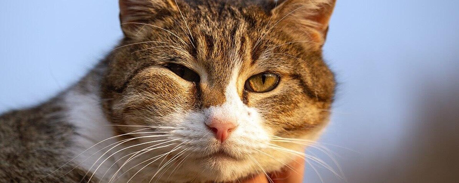 Кот - Sputnik Беларусь, 1920, 12.03.2025