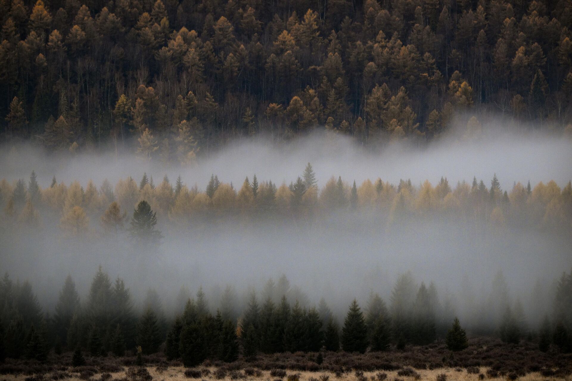 Утренний туман в лесу - Sputnik Беларусь, 1920, 14.11.2025