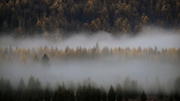Утренний туман в лесу - Sputnik Беларусь