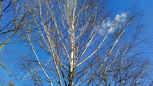 Які сёння дзень: 6 сакавіка 2026 года - Sputnik Беларусь