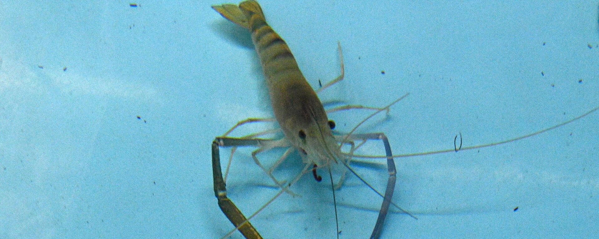 Склонны к каннибализму, капризны к воде: как растут белорусские креветки - Sputnik Беларусь, 1920, 01.04.2025