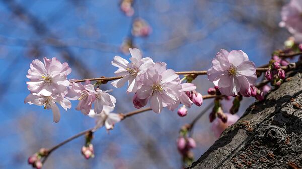 Цветение сакуры  - Sputnik Беларусь