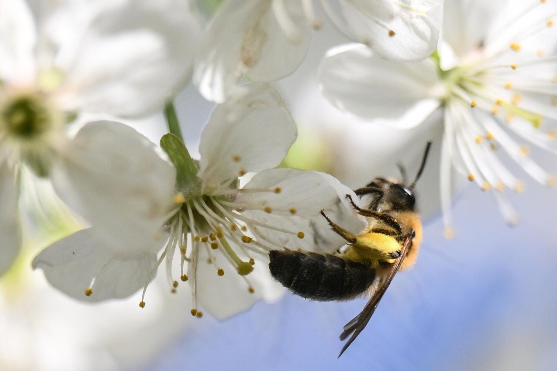 Цветение яблони - Sputnik Беларусь, 1920, 16.04.2026