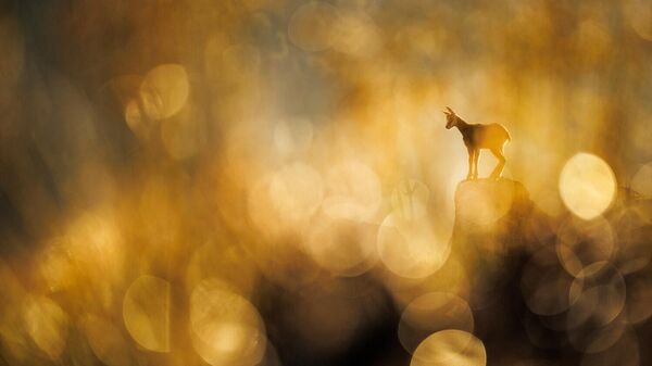 Снимок Chamois фотографа Radomir Jakubowski, победивший в категории Mammals конкурса GDT Nature Photographer of the Year 2025 - Sputnik Беларусь