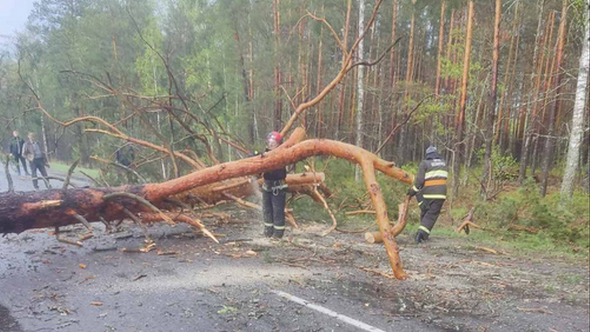 Последствия прохождения грозового фронта в Гомельской области - Sputnik Беларусь, 1920, 05.05.2025