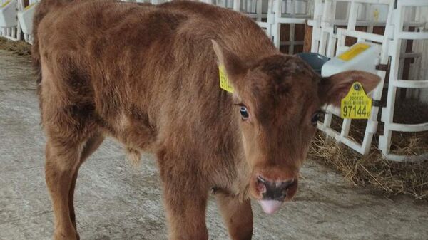 Родившийся на ферме зубренок - Sputnik Беларусь