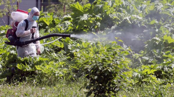 Уничтожение борщевика, архивное фото - Sputnik Беларусь
