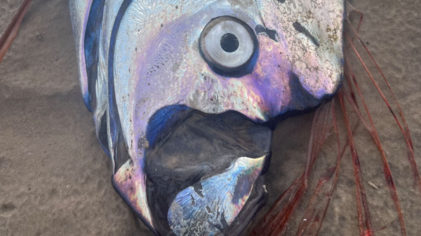 Рыба Судного дня на западном побережье Тасмании - Sputnik Беларусь