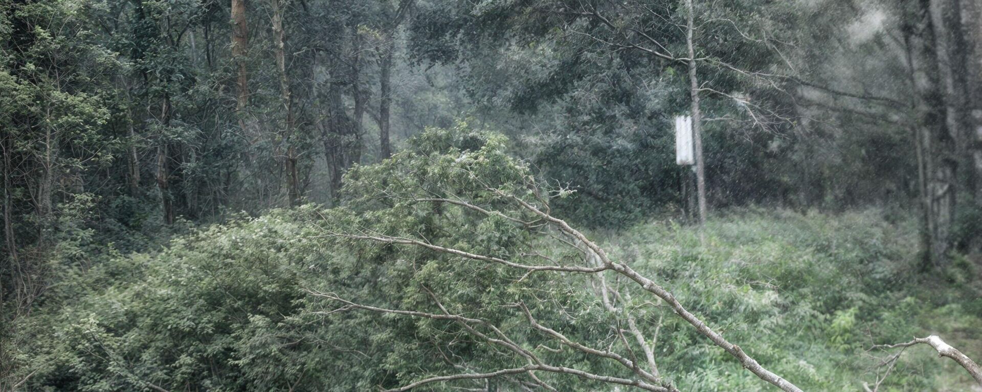 Шквал паваліў сотні дрэў на мяжы Беларусі і Літвы – відэа - Sputnik Беларусь, 1920, 06.06.2025