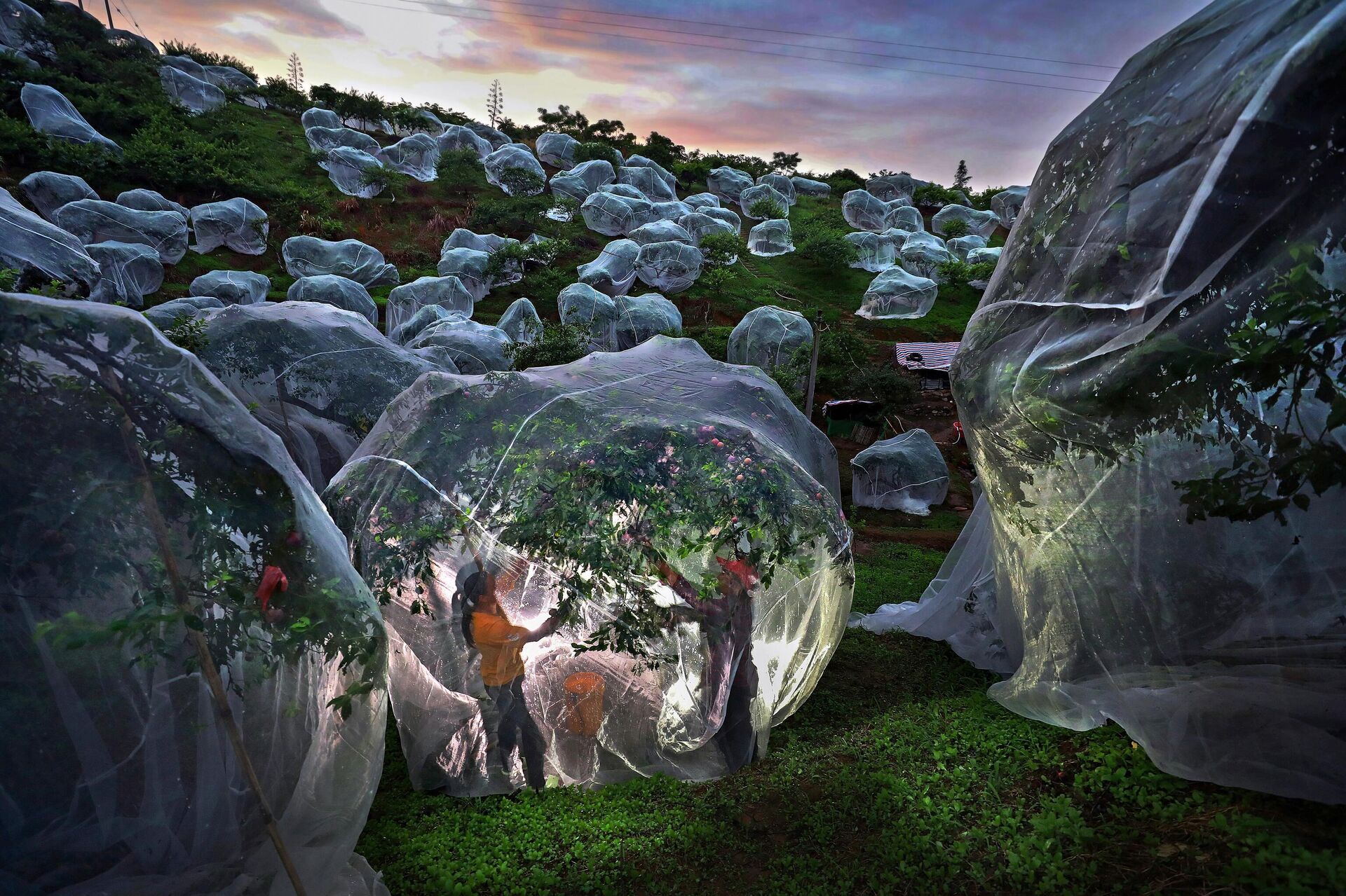 Работа Фруктовые деревья под тентами китайского фотографа Мэндань Чжу. Моя планета, одиночные  - Sputnik Беларусь, 1920, 18.11.2025