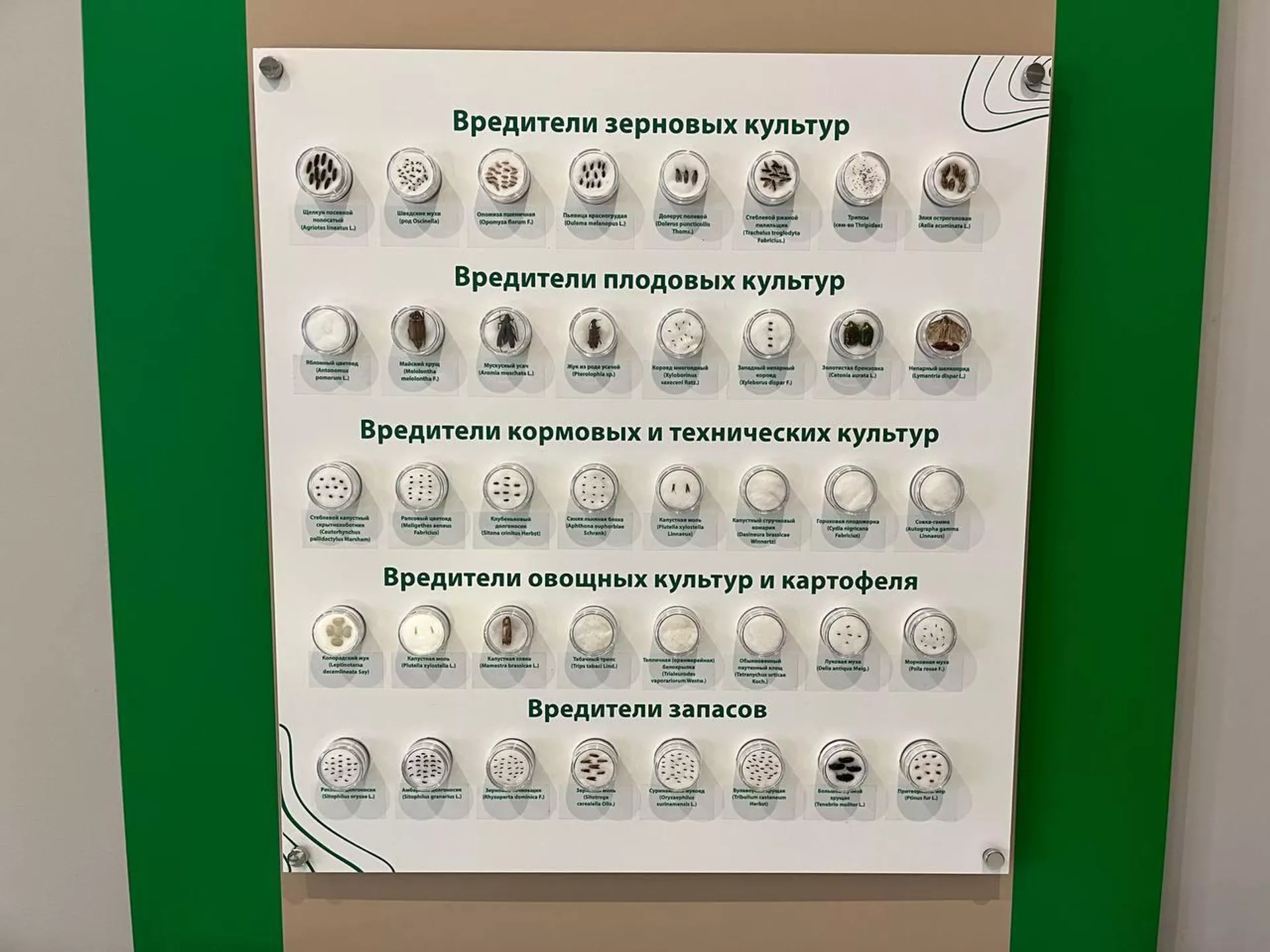 Вредители сельскохозяйственных культур Вредители сельскохозяйственных культур - Sputnik Беларусь, 1920, 18.06.2025