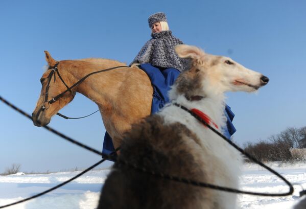 Русская псовая борзая впервые была описана в XVII веке, более ранние упоминания предков этих собак можно найти в документах великого князя Новгородского, относящихся к 1260 году.Выведенная прежде всего как охотничья собака, русская псовая борзая в быту отличается спокойным нравом, однако при виде зверя резко возбуждается, отличается агрессивностью к другим видам животных. Эти собаки полностью лишены охранного инстинкта, самостоятельны, независимы, навыки, не имеющие прямого отношения к охоте, осваивают достаточно медленно. - Sputnik Беларусь