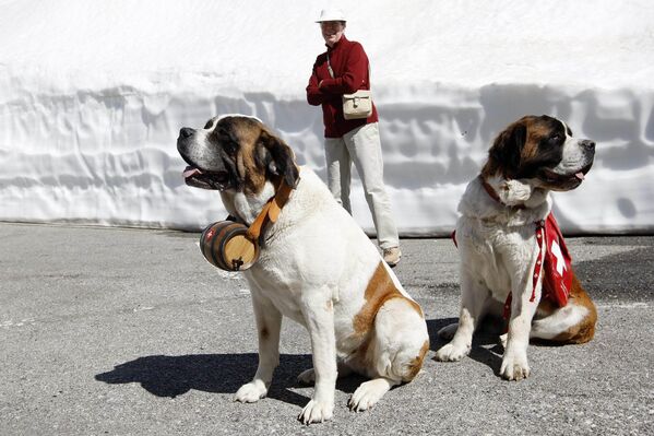 Сенбернар происходит от азиатских догообразных собак (мастифов Тибета), которых завозили в Европу и скрещивали с местными собаками. А своим названием порода обязана монастырю святого Бернара в Швейцарских Альпах, долгое время служившим пристанищем для путешественников, идущих через горы в страны Центральной Европы. В середине XVII века священнослужители решили использовать собак как помощников для поиска и спасения пострадавших от снежных лавин людей. В 1880 году их официально признали национальной швейцарской породой. Сегодня этих собак заводят в основном в роли компаньонов, хотя некоторые из них по-прежнему продолжают служить в различных спасательных службах.Несмотря на свой внушительный вид (сенбернары – крупная порода), это очень дружелюбные, послушные, не склонные к агрессии животные. У них обычно нет любимчика в семье, к незнакомцам радушны или нейтральны, не любят долгого одиночества. - Sputnik Беларусь