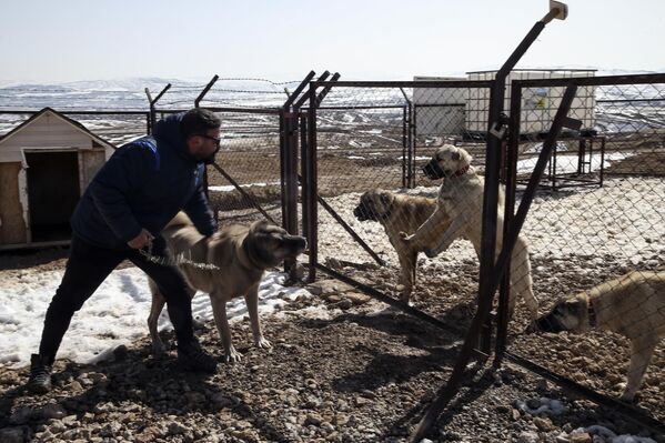 Сивасский кангал, или анатолийская овчарка, – древняя порода собак, выведенная на Анатолийском плато. Сегодня в Турции известна как турецкая сторожевая. Изначально охраняла стада овец от волков и шакалов, собак этой породы также использовали для охоты на львов и диких онгаров.Кангалы отличаются тонким умом, спокойным нравом, устойчивой психикой, преданностью человеку. Признают лишь одного хозяина, других членов семьи воспринимают как своих подопечных. Они отлично обучаются и очень следят за сохранностью вещей, принадлежащих владельцам. Дружелюбно относятся к детям. - Sputnik Беларусь